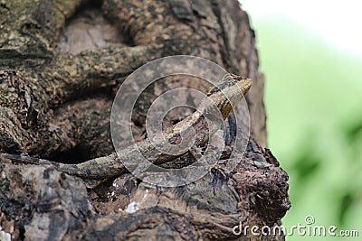 Selective focus of an Ornate Tree Lizard on the rough-textured tree trunk Stock Photo