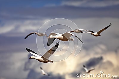 Selective focus on pair of snow geese in flight Stock Photo
