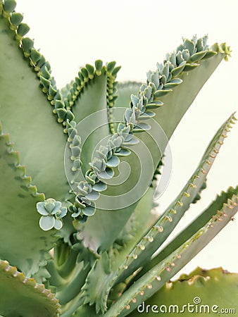 Selective focus on photo of bryophyllum pinnatum inthe vase. Stock Photo