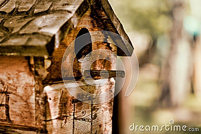 Selective focus photo of a cozy birdhouse on a tree, against the backdrop of a summer forest landscape Stock Photo