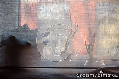 Selective focus photo. Spring onions on windowsill Stock Photo