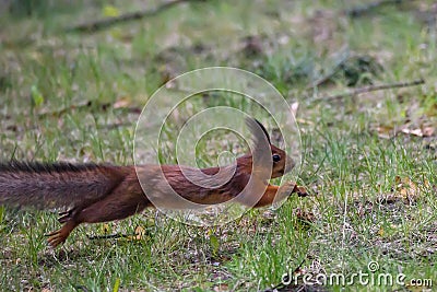 Squirrel, Sciurus vulgaris jumps above grass Stock Photo