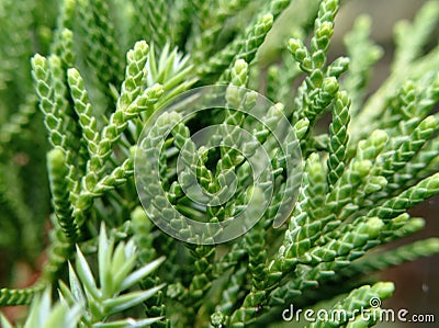 selective focus of pine leaf macros Stock Photo