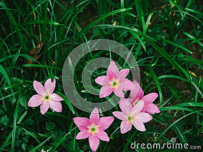 Selective focus Pink flower Zephyranthes grandiflora Stock Photo