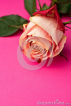 selective focus, pink rose macro Stock Photo