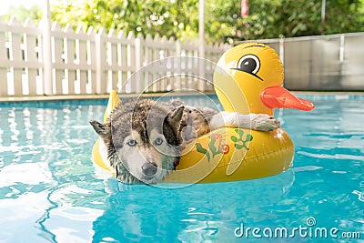 syberien husky swimming in the pool with swim ring Stock Photo