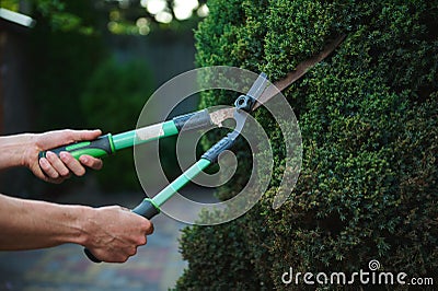 Pprofessional garden tools, pruning shears, pruners in hands of gardener landscaper cutting hedge in backyard or garden Stock Photo