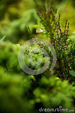 Selective focus on a raindrop on a green leaf, surrounded by the evergreen forest Stock Photo