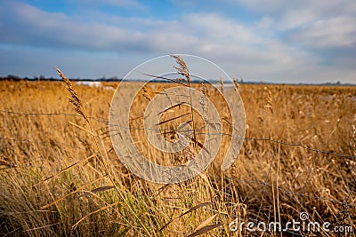 Selective focus no reeds among a golden reed bed on a sunny day in the Norfolk countryside Stock Photo