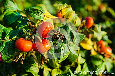Selective focus on ripe dogrose branch Stock Photo