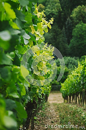 selective focus of rows of green vineyard Stock Photo