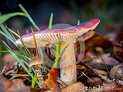 russula mushroom on a forest floor with blurred background Stock Photo