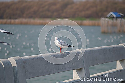 Selective focus of a seagull hanging on the fence with a group of seagulls in the background Stock Photo