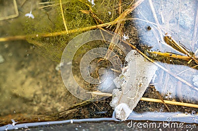 Selective focus on a section of a water scorpion insect just below the water surface. Stock Photo