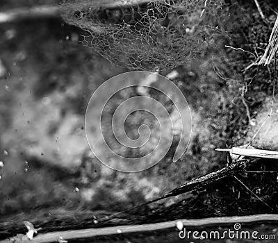 Selective focus on a section of a water scorpion insect just below the water surface. Stock Photo