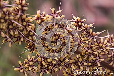 Selective focus shot of an Actinotus Helianthi flowering plant growing in the middle of a forest Stock Photo