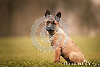 Selective focus shot of an adorable Belgian malinois puppy outdoors during daylight Stock Photo