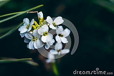 Selective focus shot of Arabidopsis thaliana (thale cress) in Curonian Spit forest, Lithuania Stock Photo