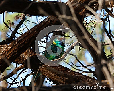 Selective focus shot of an Australian ringneck & x28;Barnardius zonarius& x29; peched on a tree branch Stock Photo