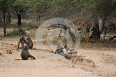 Selective focus shot of baboons and a deer in a fiel d Stock Photo