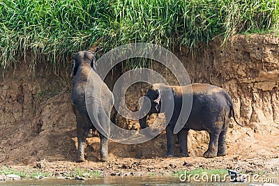 Selective focus shot of baby elephants trying to grab the grass Stock Photo