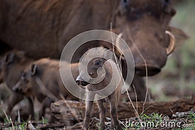 Selective focus shot of a baby warthog Stock Photo