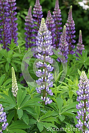 Selective focus shot of beautiful bluebonnets blooming in a field Stock Photo