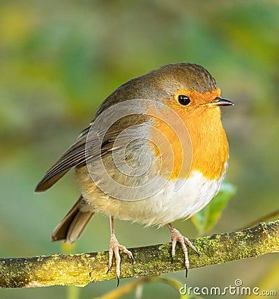 Selective focus shot of a beautiful orange robin bird perched on a branch Stock Photo