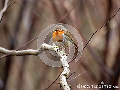 Selective focus shot of a beautiful orange robin perched on a branch Stock Photo