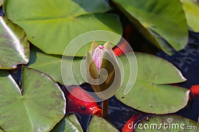 Selective focus shot of a beautiful pink waterlily with fish in the background Stock Photo