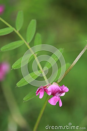 Selective focus shot of beautiful Vicia sepium in the garden Stock Photo