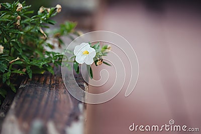 Selective focus shot of a beautiful white calibrachoa flower Stock Photo