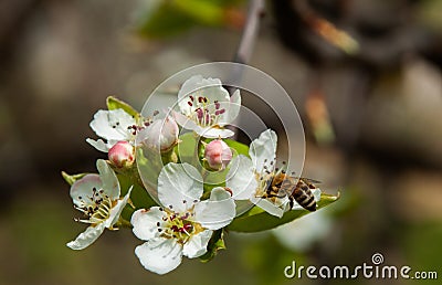 Selective focus shot of a bee sipping the nectar from an apricot blossom in the garden Stock Photo