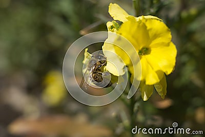 Selective focus shot of bee sipping nectar from a yellow flower in the garden Stock Photo