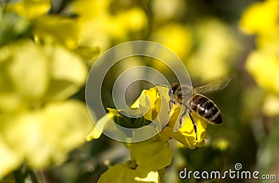 Selective focus shot of bee sipping nectar from a yellow flower in the garden Stock Photo