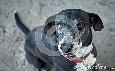 Selective focus shot of a black half-breed hybrid dog with a red martingale Stock Photo