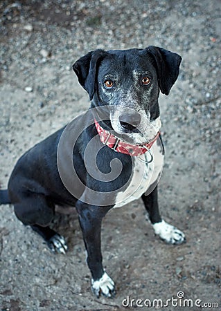 Selective focus shot of a black half-breed hybrid dog with a red martingale Stock Photo