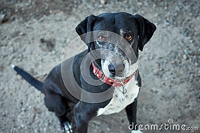 Selective focus shot of a black half-breed hybrid dog with a red martingale Stock Photo