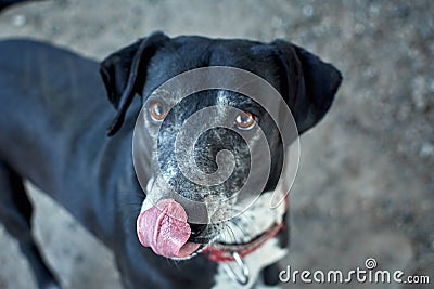 Selective focus shot of a black half-breed hybrid dog with a red martingale Stock Photo