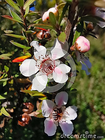 Selective focus shot of blooming white and pink Manuka flowers Stock Photo