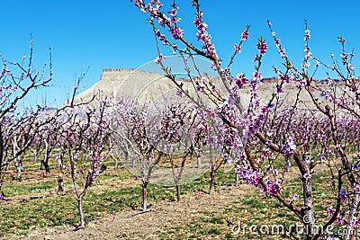 Selective focus shot of a blossoming peach branch in western Colorado Stock Photo
