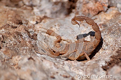 Selective focus shot of a Buthus occitanus (yellow scorpion) Stock Photo