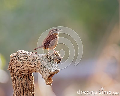 Selective focus shot of a carolina wren bird perched on a wooden branch Stock Photo