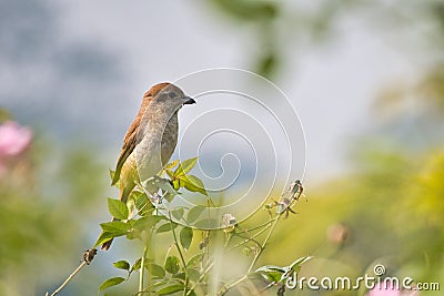 Selective focus shot of a Cinnamon Ibon bird perched on a plant stem Stock Photo