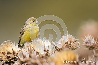 Selective focus shot of citril finch (carduelis citrinella) Stock Photo