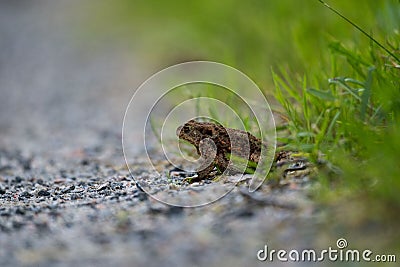 Selective focus shot of a common toad on a rocky trail on a field Stock Photo