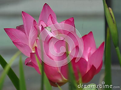 Selective focus shot of a couple of divine lotus flowers surrounded with leaves Stock Photo