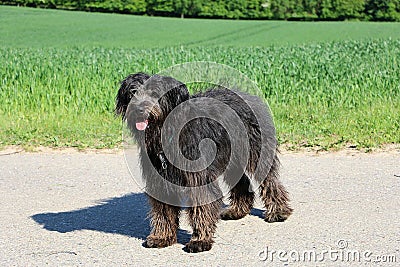 Selective focus shot of a cute Bouvier des Flandres dog in a field Stock Photo