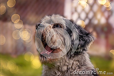 Selective focus shot of a cute dog barking outside - perfect for the background Stock Photo