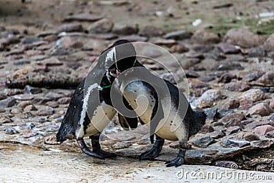 Selective focus shot of cute Spectacled penguins Stock Photo